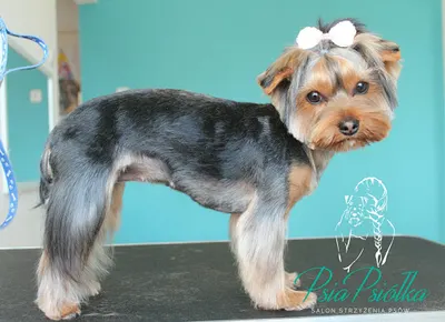 ,,PsiaPsiółka" Fryzjer dla psów - Jelenia Góra